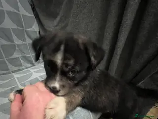 Mixed Breed dogs Beautiful rare Merle Girl Puppy - Advert 1