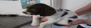 English Springer Spaniel 4