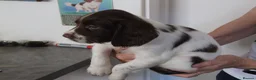 English Springer Spaniel dogs for sale: A Lovely Litter of English Springer Spaniels - Advert 3