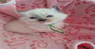 Ragdoll cats - Advert 6