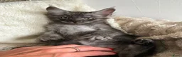 Maine Coon cats for sale: Beautiful Fullbreed Mainecoon kitten - Advert 8