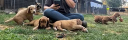 Cocker Spaniel dogs for sale: GORGEOUS GOLDEN HEALTH TESTED COCKER PUPPIES - Advert 8