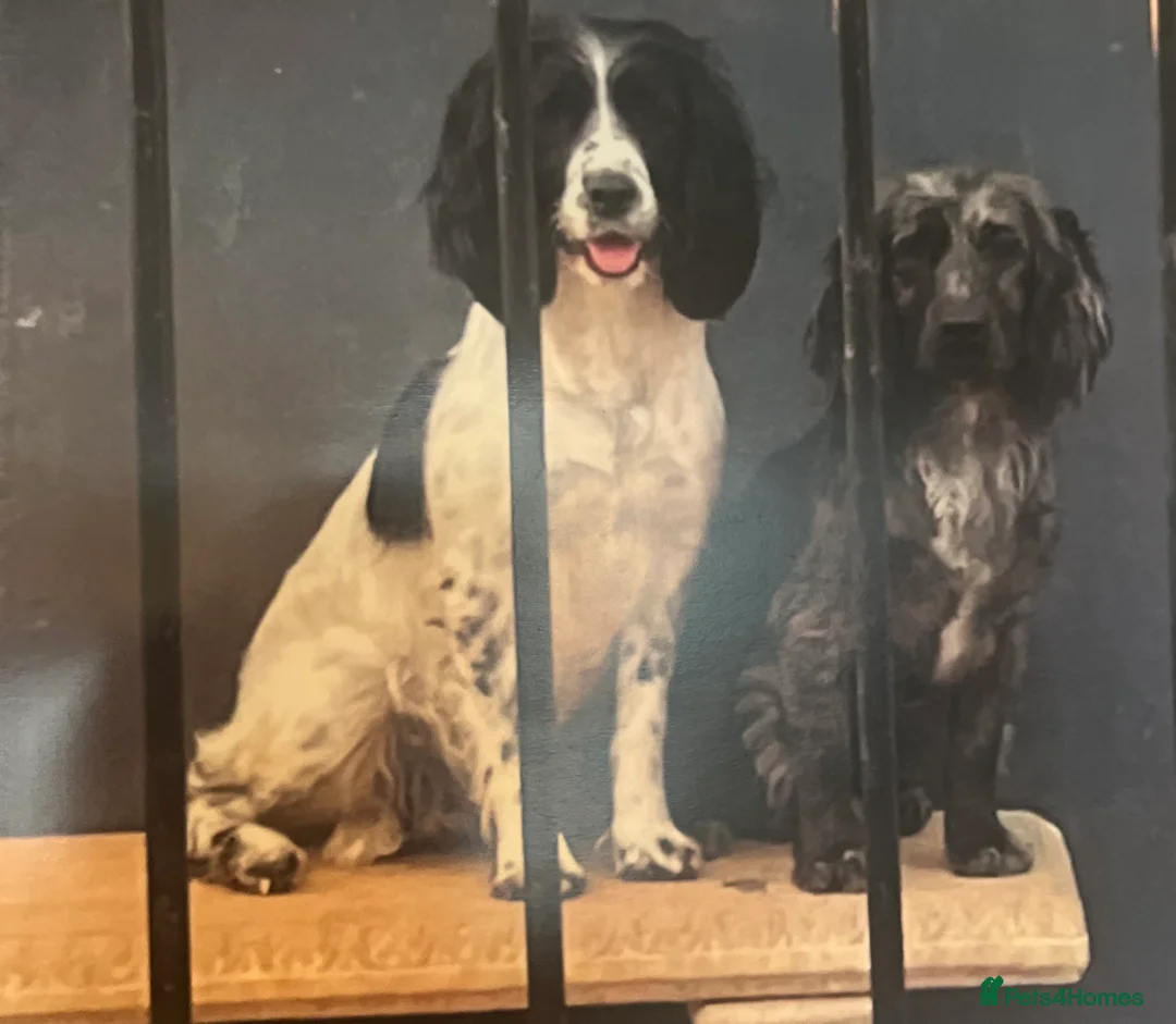 Sprocker dogs for sale: 7 Sprocker spaniels - Advert 18