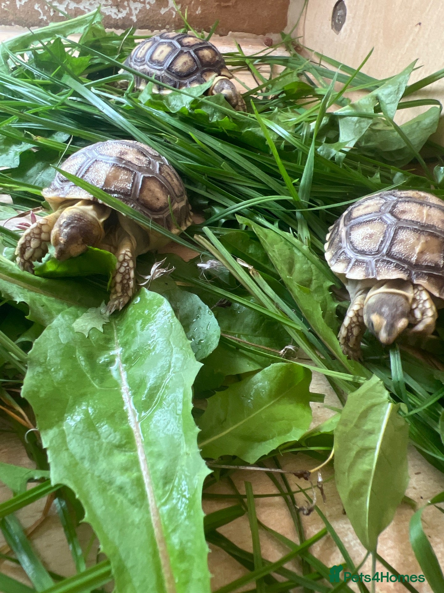 Tortoise reptiles Sulcata tortoise babies, last 8  - Advert 5