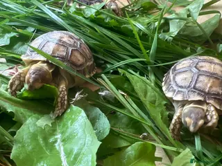 Tortoise reptiles Sulcata tortoise babies, last 8 - Advert 5