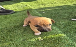 Border Terrier dogs for sale: Border terrier puppies  - Image 2