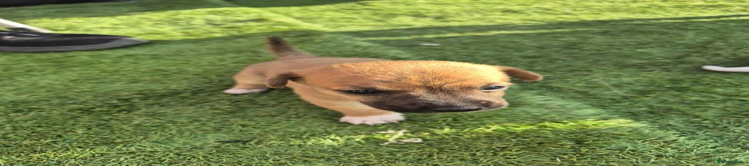 Border Terrier Puppy 2