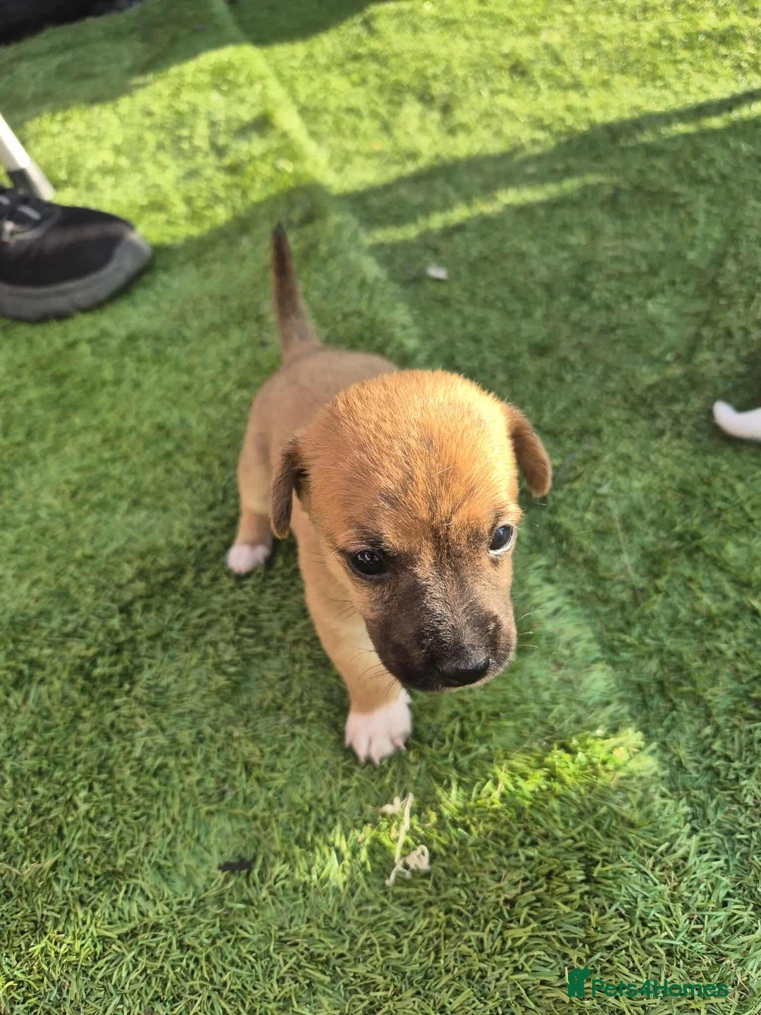 Border Terrier dogs for sale: Border terrier puppies  - Image 2