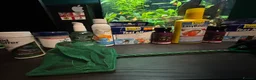 Barbs fish for sale: Full tropical setup with live plants and fish - Advert 4