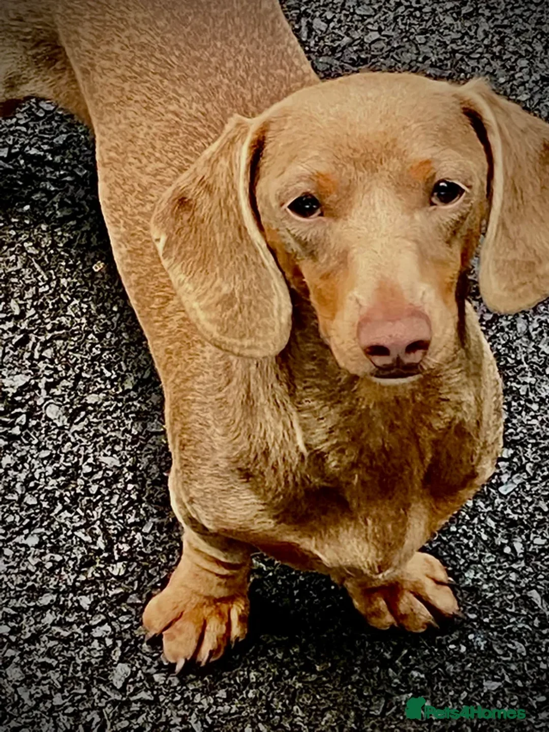Miniature Dachshund dogs for sale: 3yo Beautiful kc reg, health tested - Advert 4