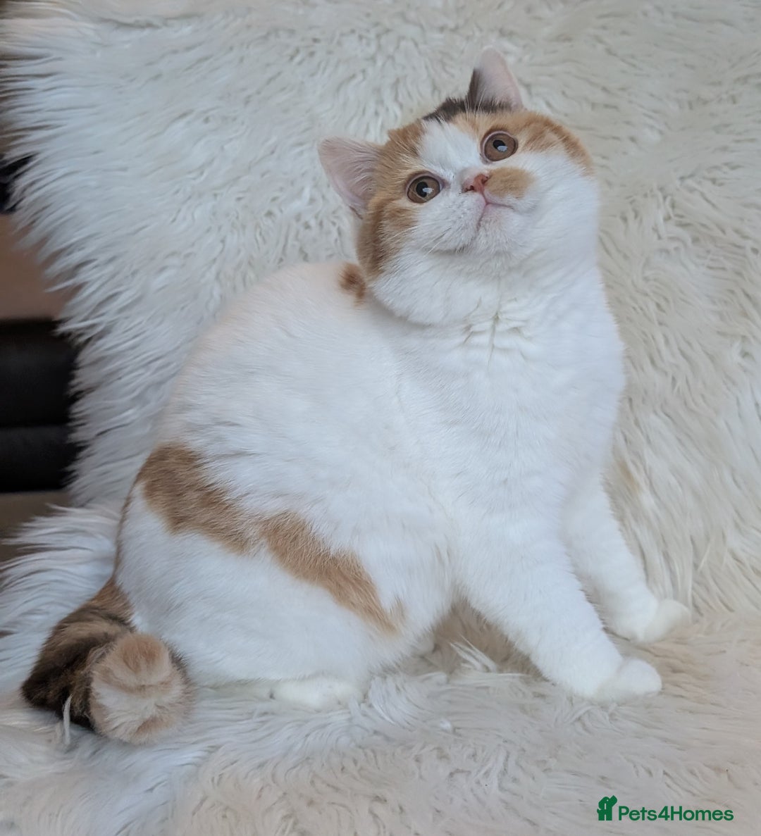 British Shorthair cats for sale: Amazing loving British shorthair kittens  - Advert 9