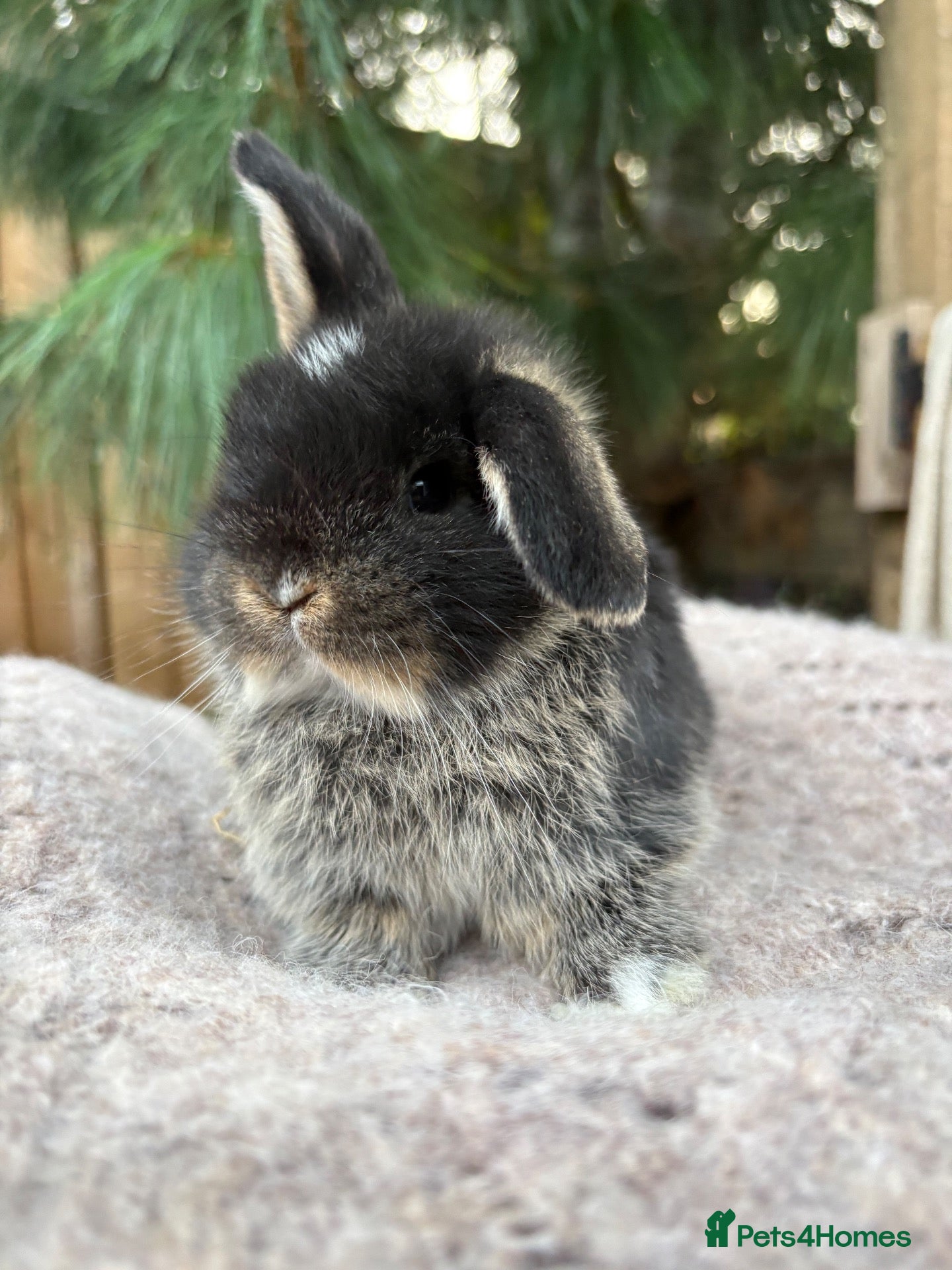 Mini Lop rabbits Vaccinated pure bred Holland lops   - Advert 19