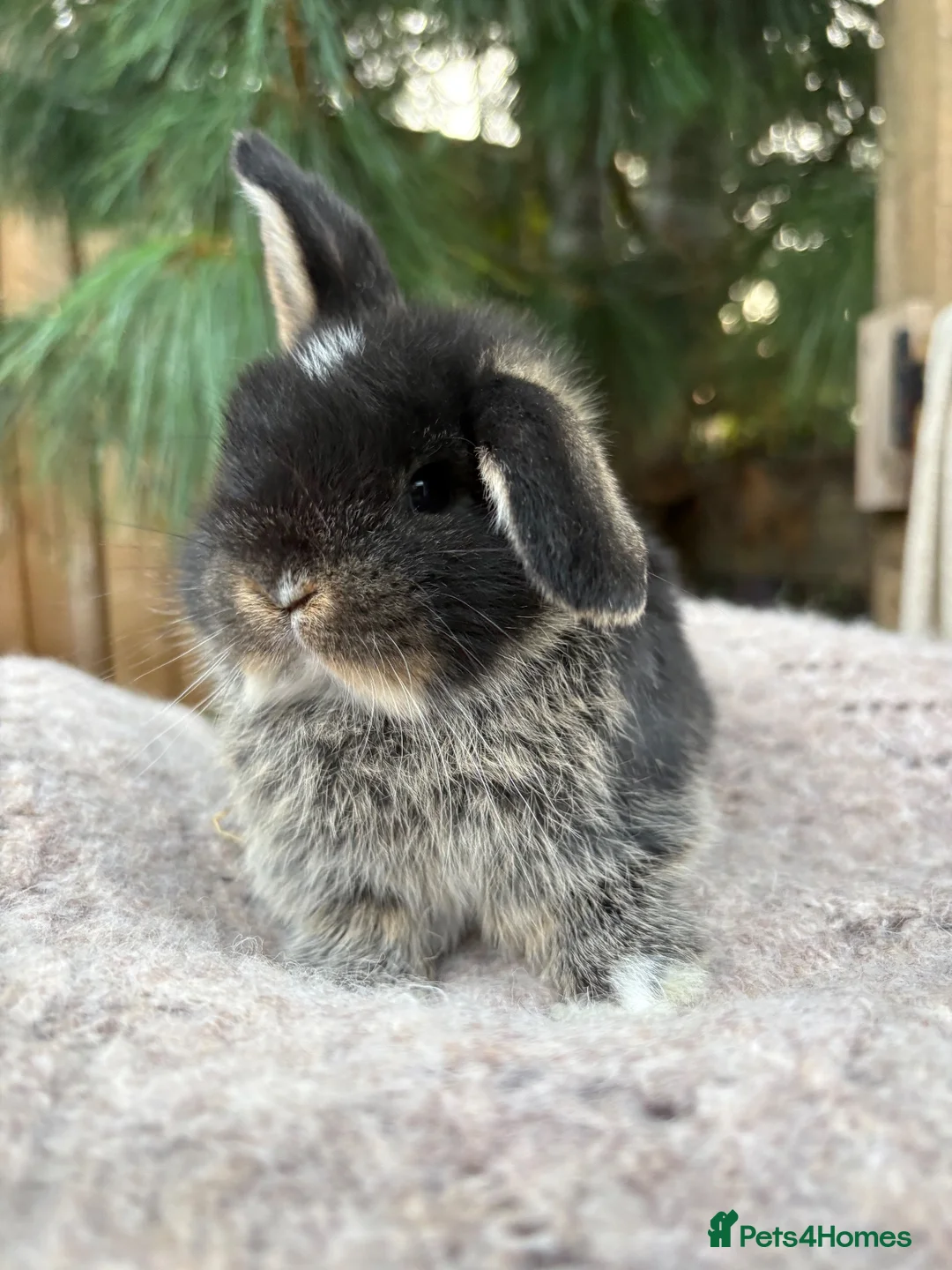 Mini Lop rabbits for sale: Vaccinated pure bred Holland lops   - Advert 1
