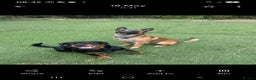 Belgian Shepherd Dog dogs for sale: Belgium Malinois  - Advert 2