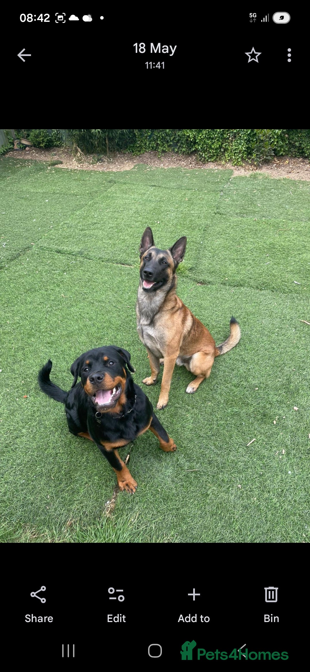 Belgian Shepherd Dog dogs for sale: Belgium Malinois  - Advert 2