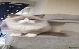 Ragdoll cats for stud: Charles - TICA and Gccf registered active boy  in Bournemouth - Image 3