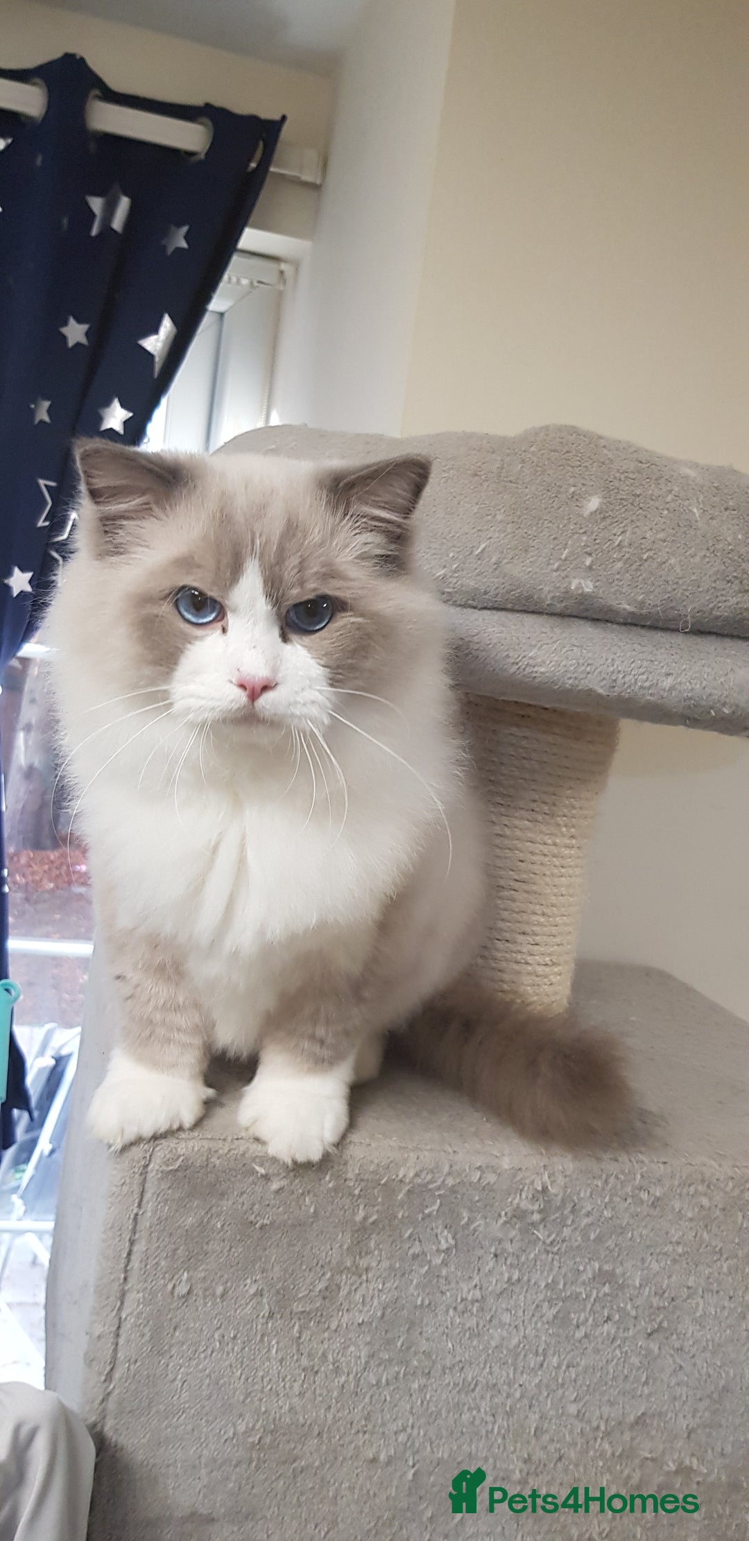 Ragdoll cats for stud: Charles - TICA and Gccf registered active boy  in Bournemouth - Image 3