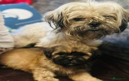 Shih Tzu dogs for sale: Shih Tzu puppy  - Image 5