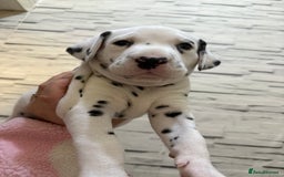 Dalmatian dogs for sale: 2 beautiful Dalmatian puppies 1 female 1 male - Image 11