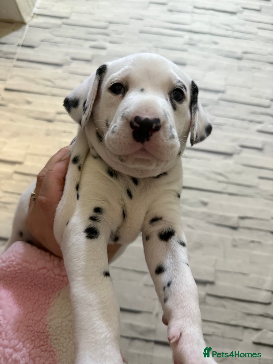 Dalmatian dogs for sale: 2 beautiful Dalmatian puppies 1 female 1 male - Image 11