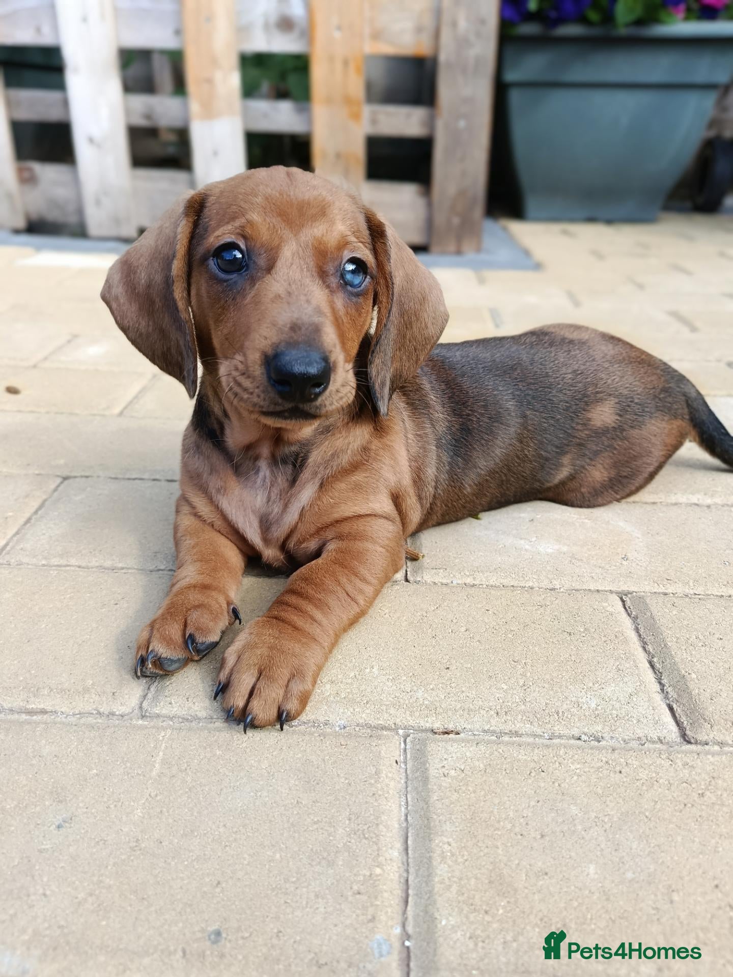 Dachshund dogs Champion Bloodline Standard Dachshund  - Advert 2