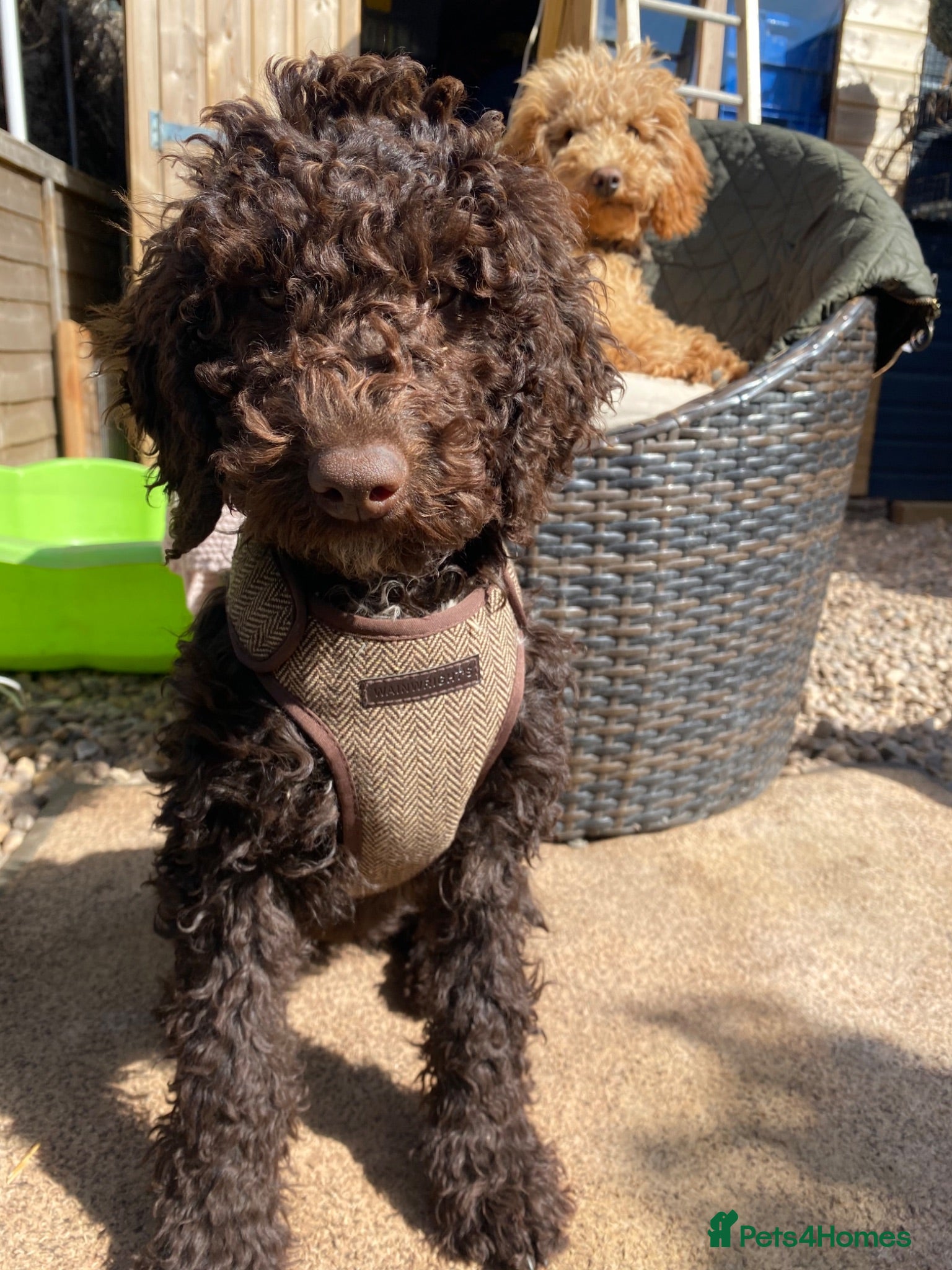 Cockapoo dogs Stunning Chocolate Show Cockapoo pups - Advert 7