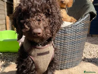 Cockapoo dogs Stunning Chocolate Show Cockapoo pups - Advert 7