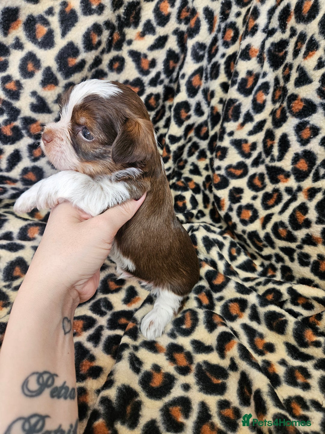 Yorkshire Terrier dogs for sale: 🤎 DNA tested parents 🤎 Yorkie puppies  - Advert 13