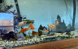 Fancy Goldfish fish for sale: Fancy goldfish / goldfish  - Image 1