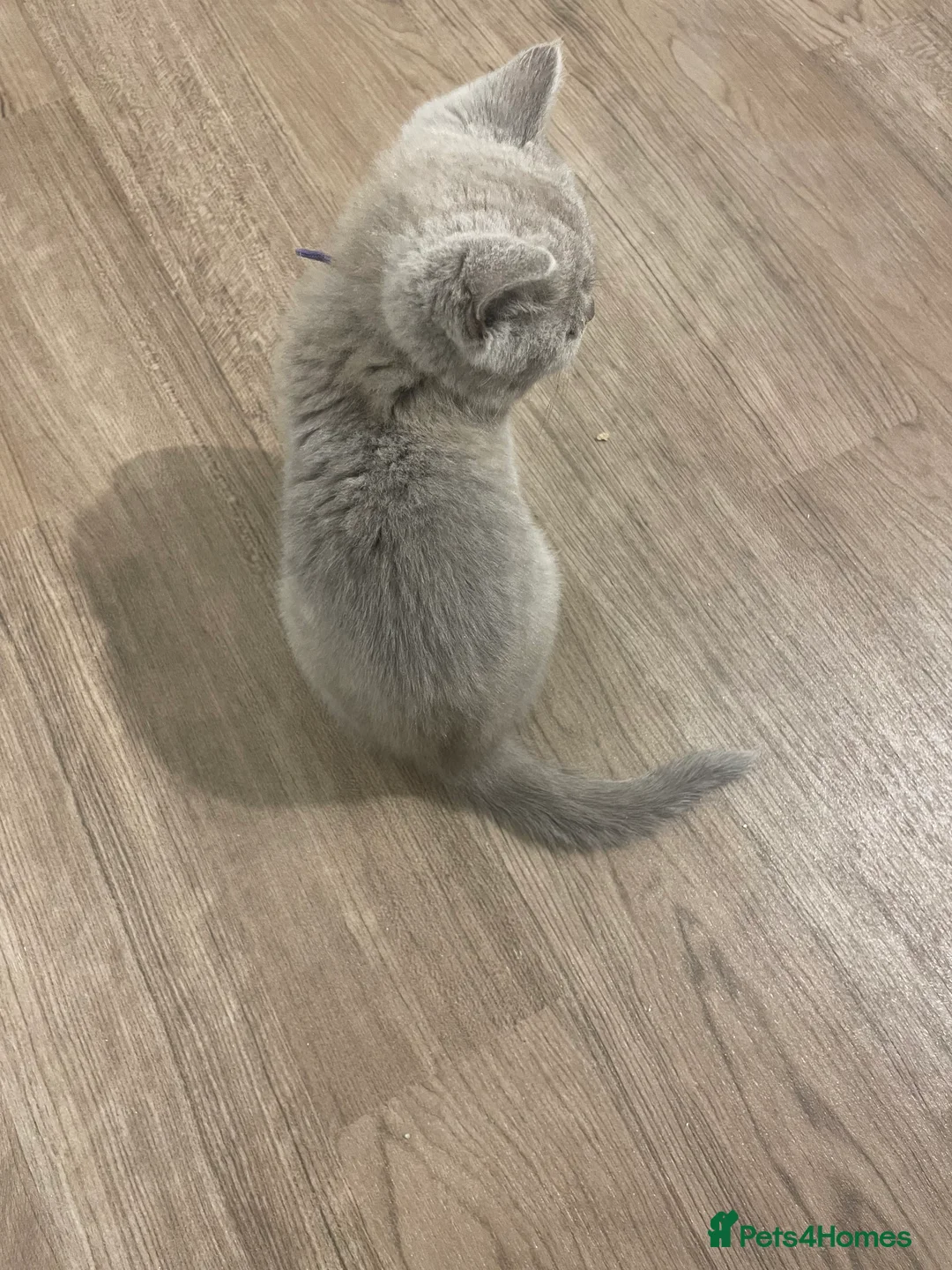British Shorthair cats for sale: British short hair Pedigree registered  - Advert 4