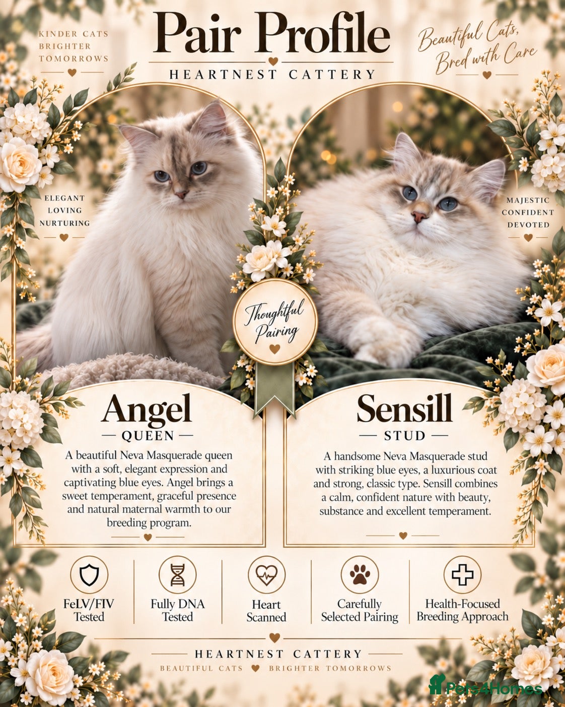 Siberian cats Champion Siberian & Neva Masquerade Kittens - Advert 1
