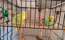 Budgerigars birds for sale: 2 friendly budgies and fully fitted cage - Image 5