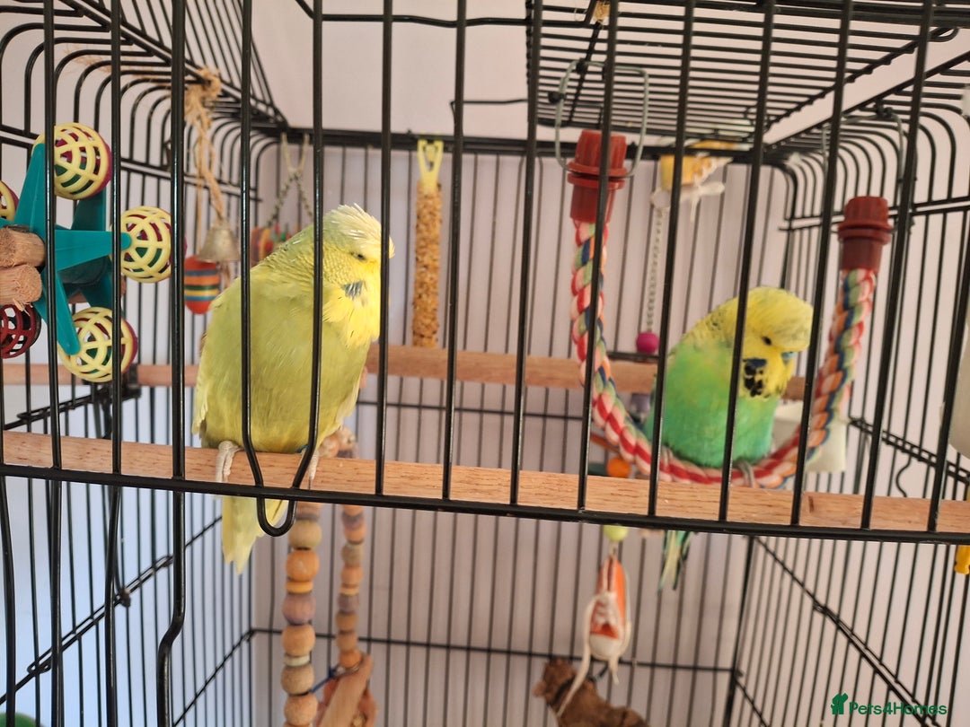 Budgerigars birds for sale: 2 friendly budgies and fully fitted cage - Image 5