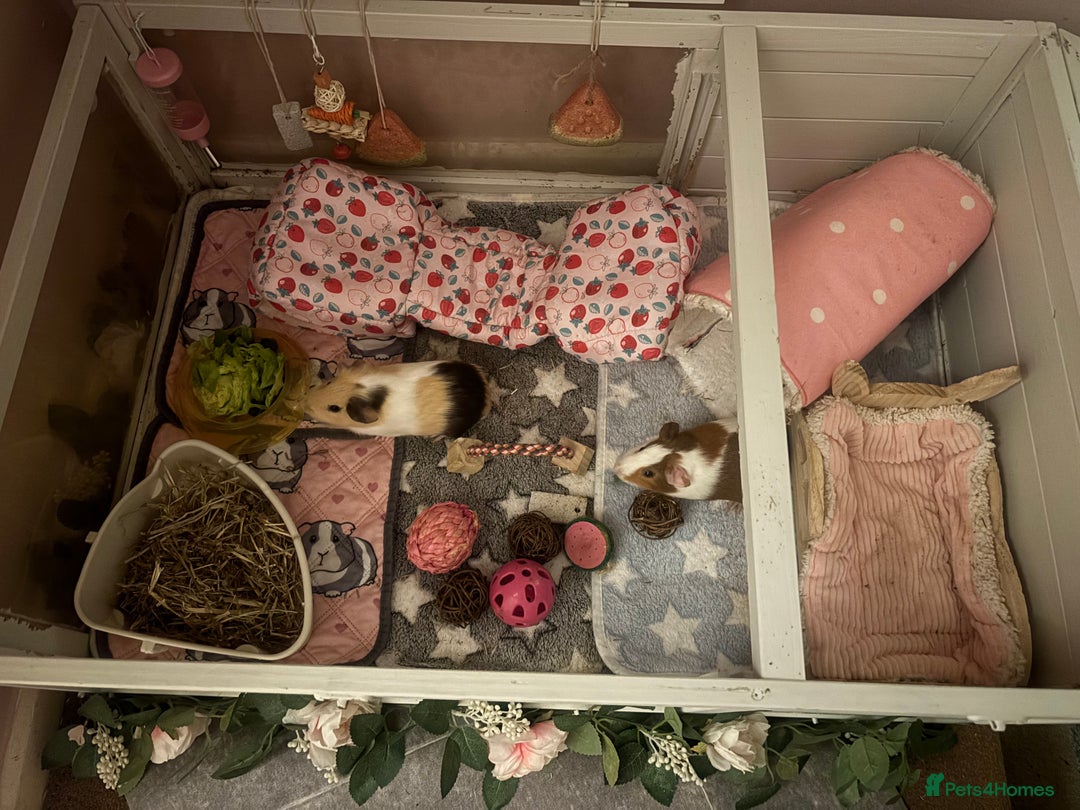 Guinea Pig rodents for sale: Two guinea pigs-with two cages and all accessories - Image 3
