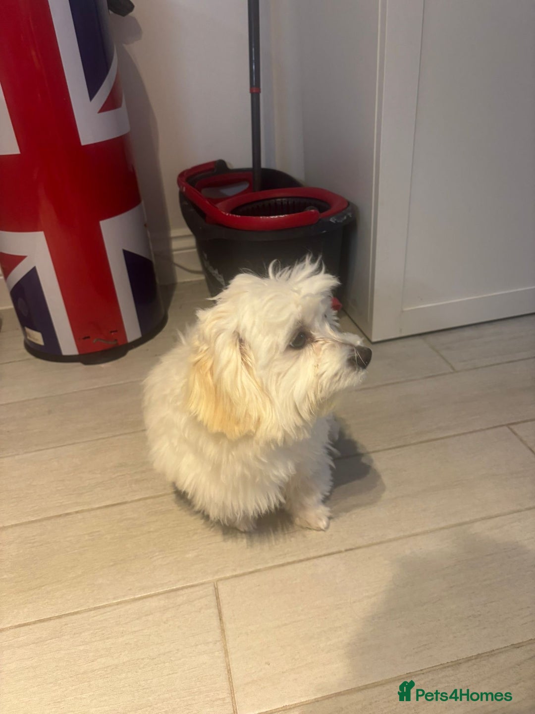 Maltese dogs for sale: Maltese - Advert 5