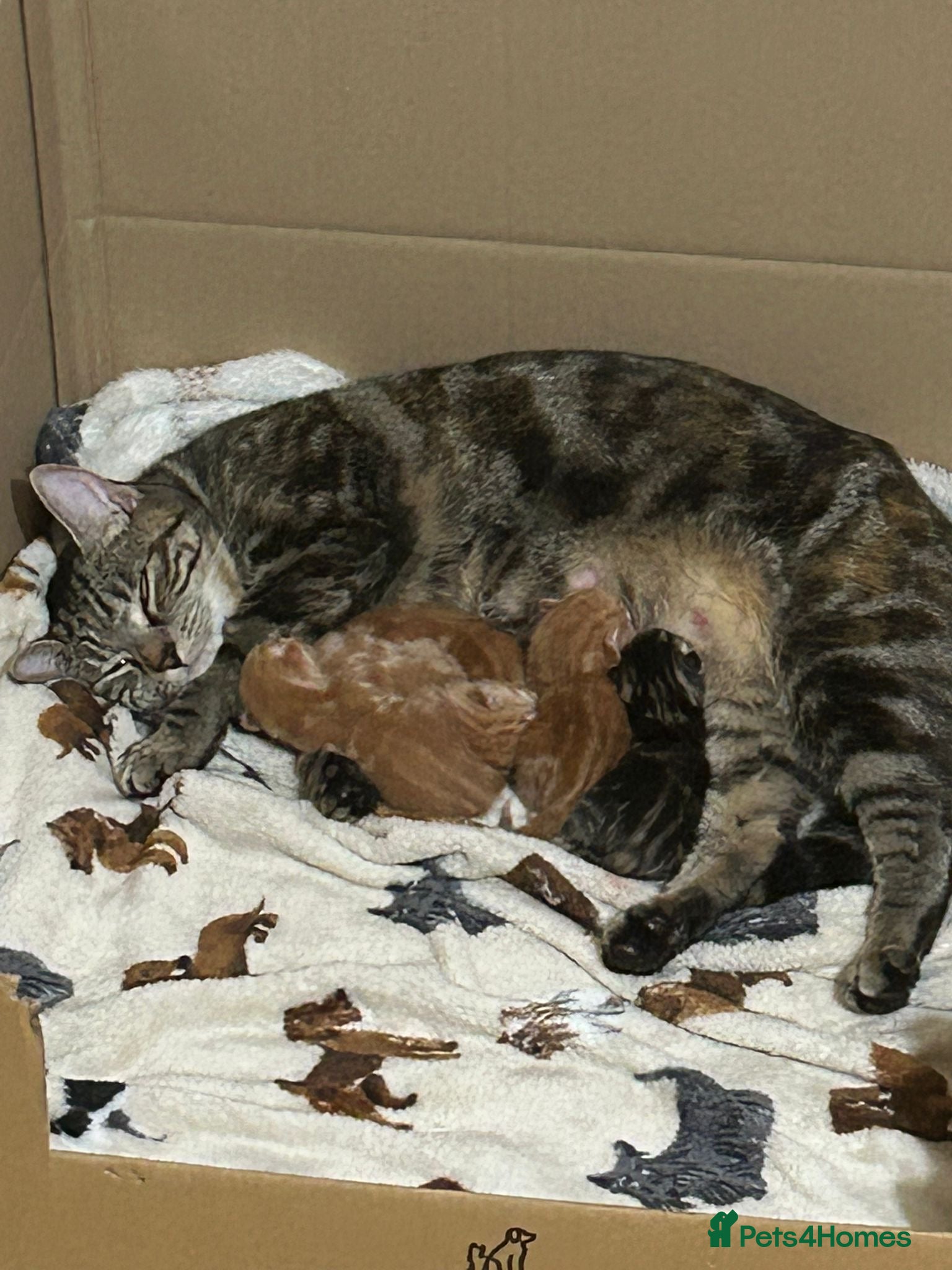 Domestic Shorthair cats Kittens for sale  - Advert 5