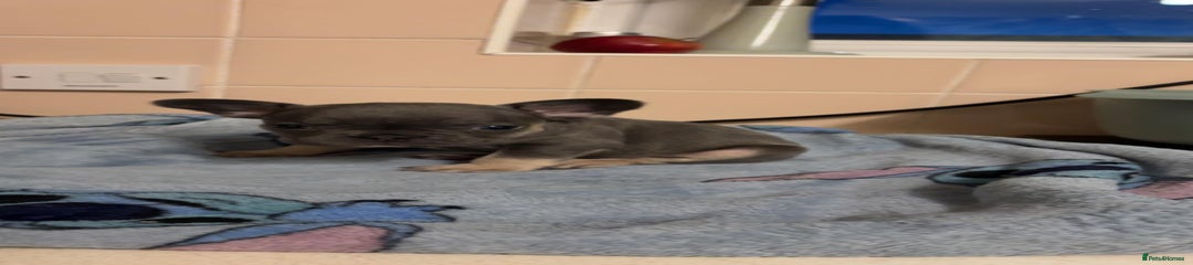 French Bulldog Puppy 4