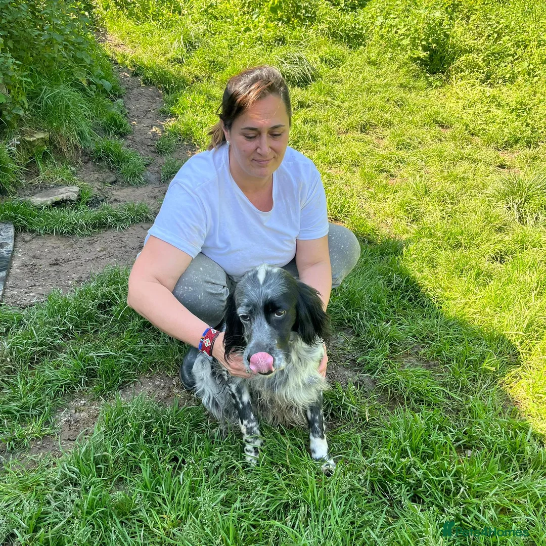 English Setter dogs for adoption: Mara  in Alfreton - Advert 8