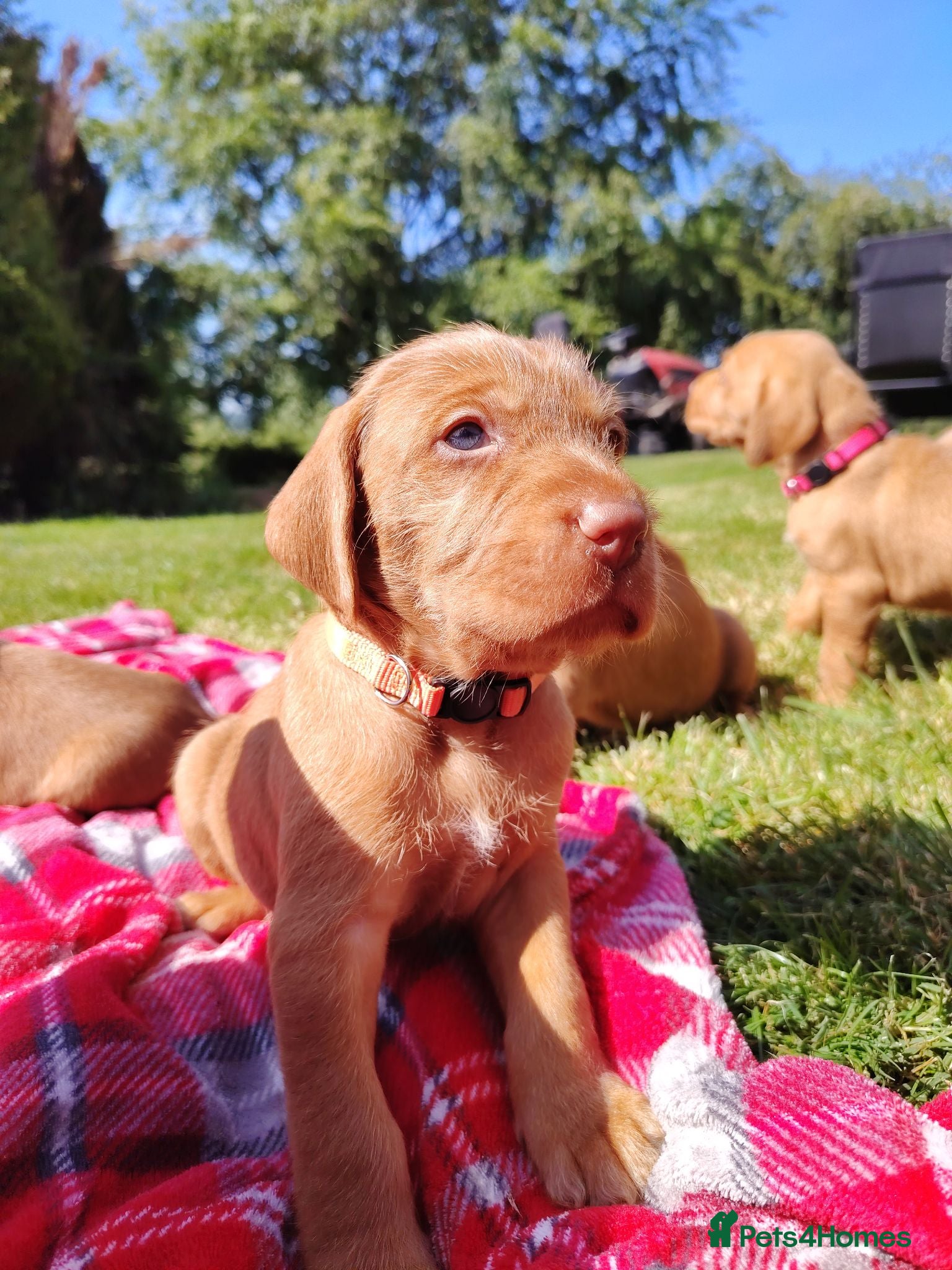 Hungarian Vizsla dogs Wirehaired vizslas  - Advert 3