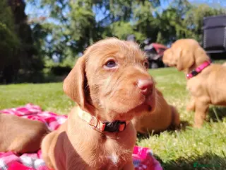 Hungarian Vizsla dogs Wirehaired vizslas - Advert 1