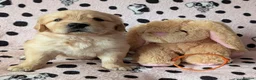 Golden Retriever dogs for stud: KC Golden Retriever for Stud - Advert 7
