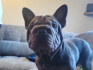 French Bulldog dogs - Advert 30