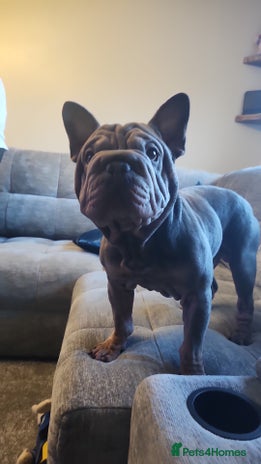 French Bulldog dogs - Advert 1