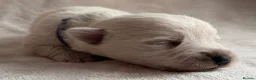 West Highland Terrier dogs for sale: West highland Terrier puppies for sale - Advert 13