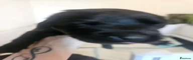 Labrador Retriever 8