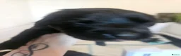 Labrador Retriever dogs for sale: Beautiful littler of black lab puppies in Doncaster - Advert 5