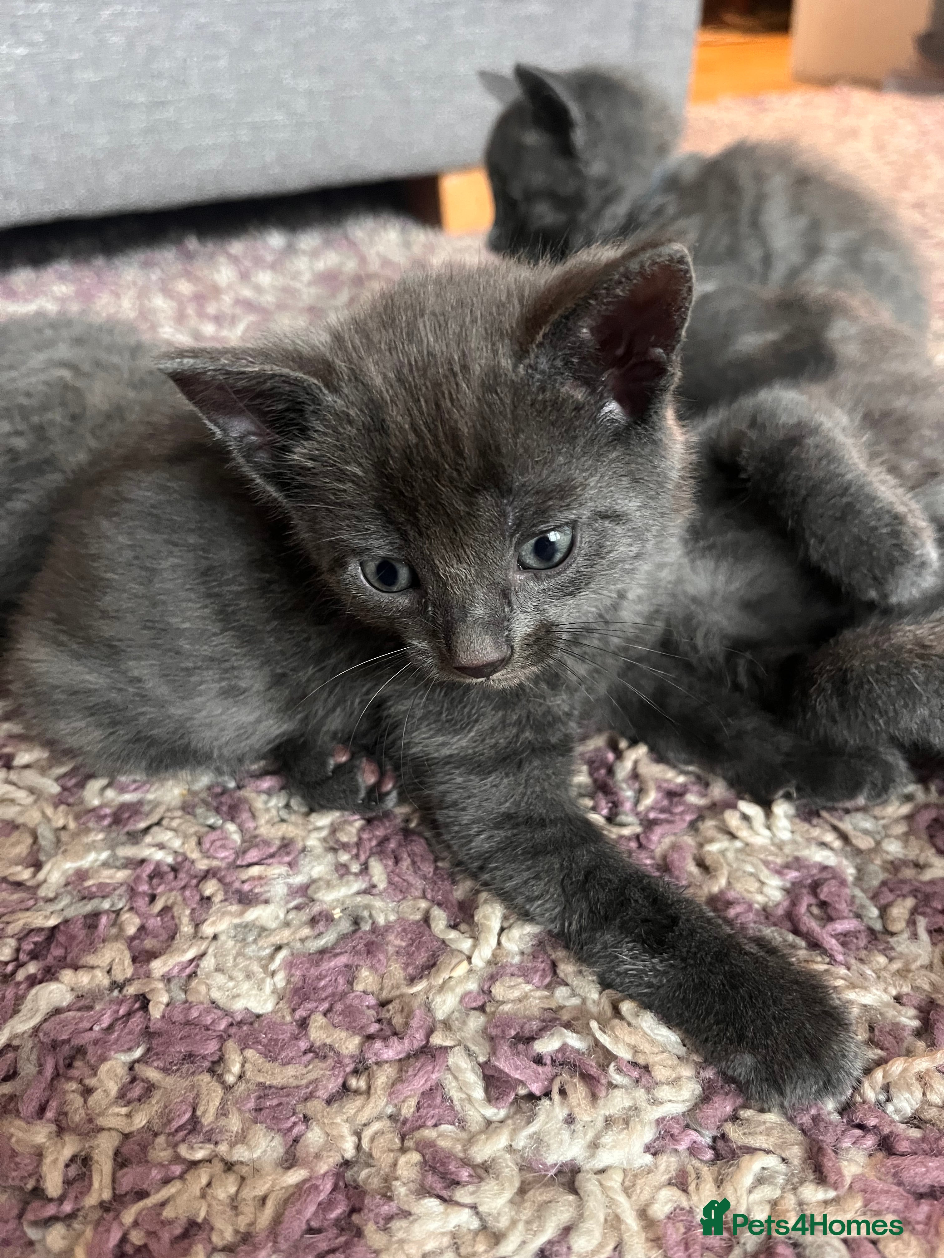 Mixed Breed cats for sale: Ready now!! Russian blue cross kittens  - Advert 2