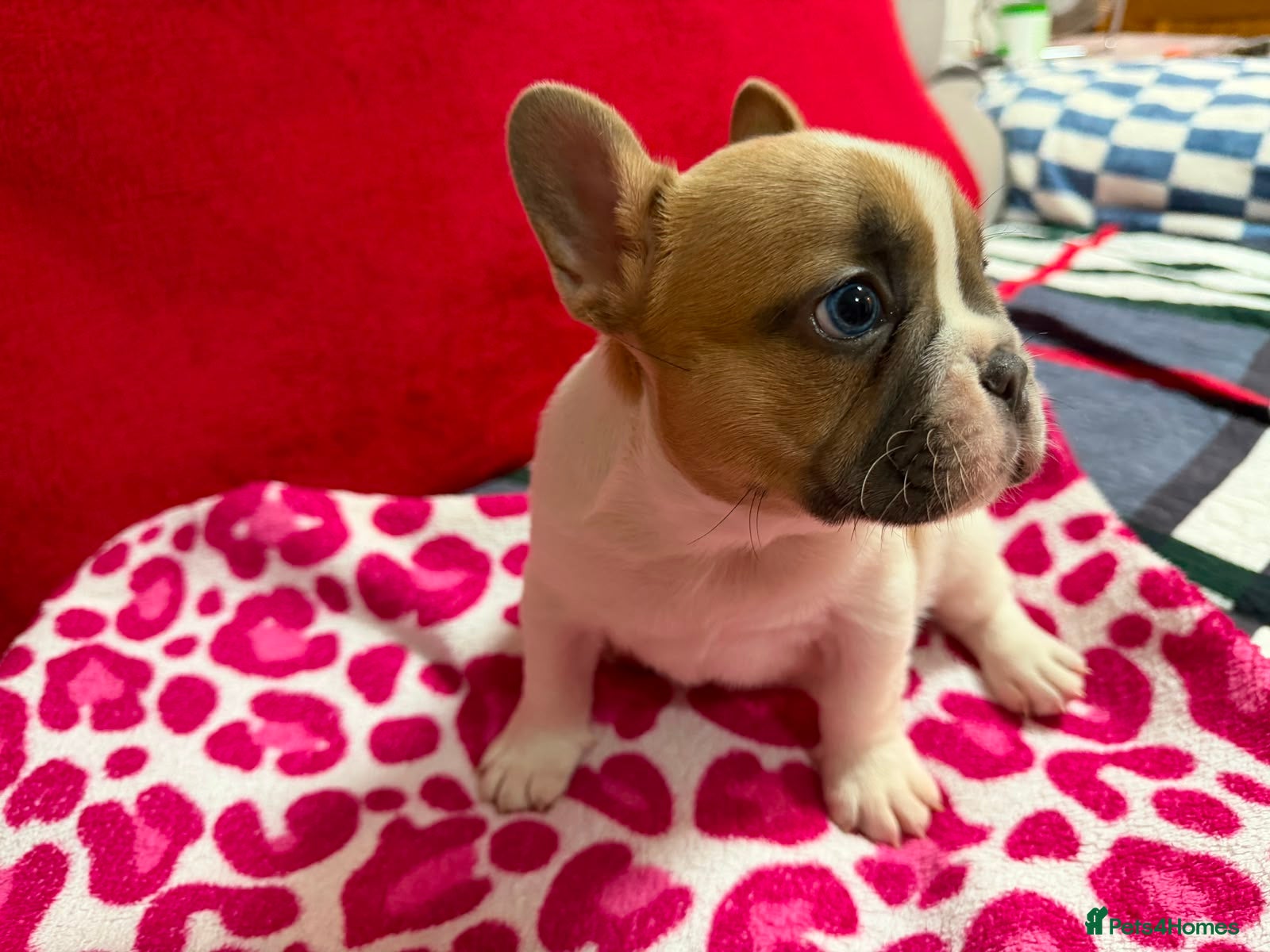 French Bulldog dogs Male French bulldog puppy  - Advert 2