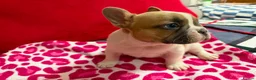 French Bulldog dogs for sale: Male French bulldog puppy  - Advert 1