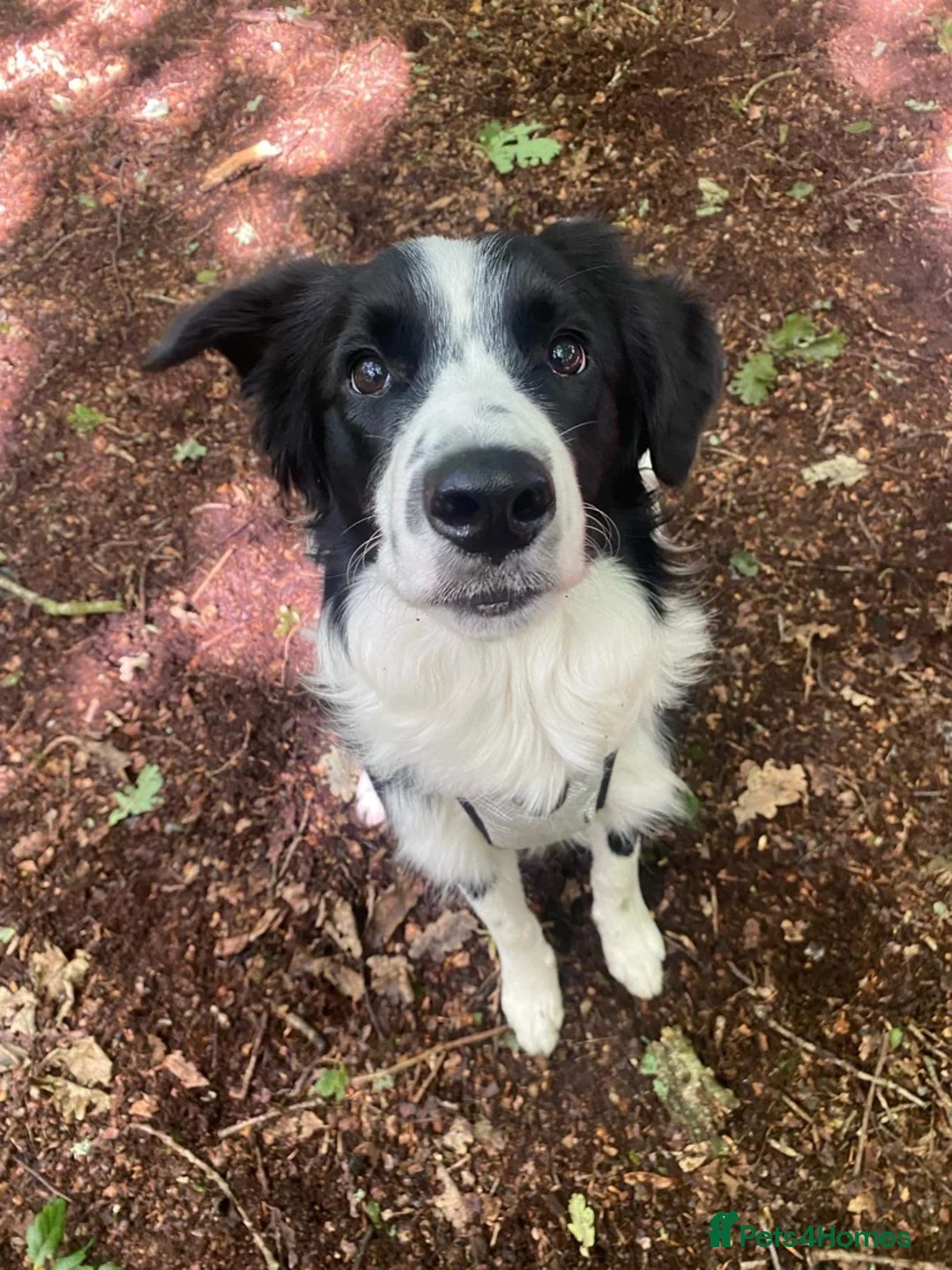 Border Collie dogs for stud: Male Border Collie mix for stud  - Advert 2
